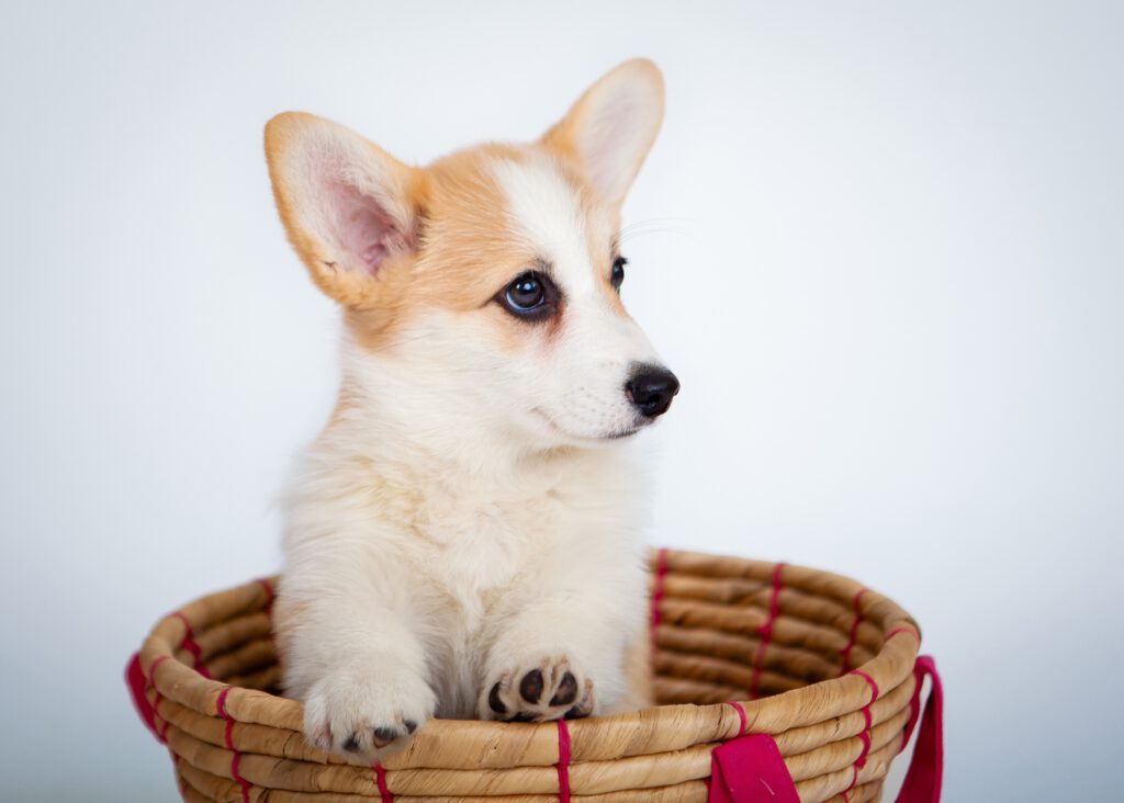 szczeniak corgi