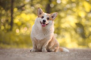 Corgi.pl_Furia_sesja_Boo_the_Corgi_3