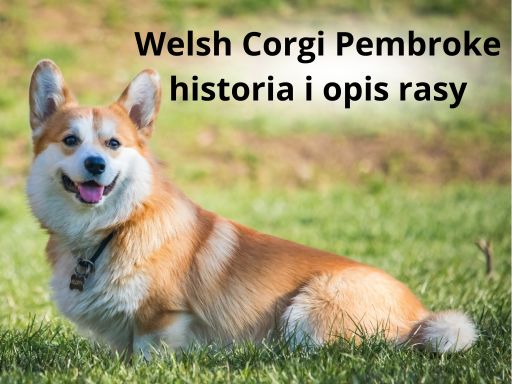 Welsh Corgi Pembroke – historia i opis rasy