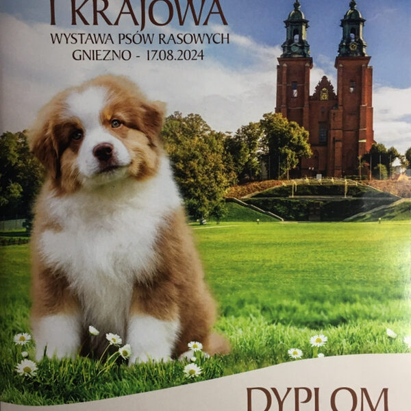 I Krajowa Wystawa Psów Rasowych – 17.08.2024 Gniezno