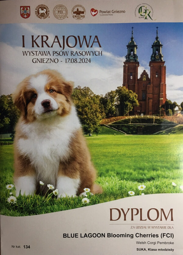 I Krajowa Wystawa Psów Rasowych – 17.08.2024 Gniezno